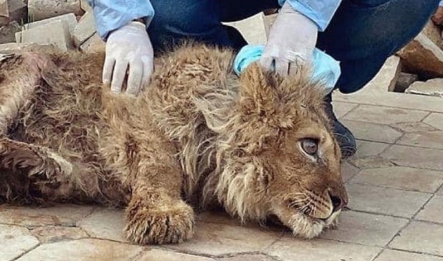Tierarzt Karen Dallakyan rettet Löwen mit gebrochenen Beinen